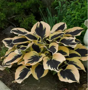 800Pcs Premium Black and Yellow Hosta Seeds – Vibrant Perennial Foliage Plants for Indoor & Outdoor Gardening, Landscaping, and Pond Decoration