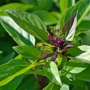 TomorrowSeeds - Thai Basil Seeds -  Siam Queen USA Asian Herb Bouquet Vietnamese Pho Tropical Herbs Garden Seed Non GMO For 2024