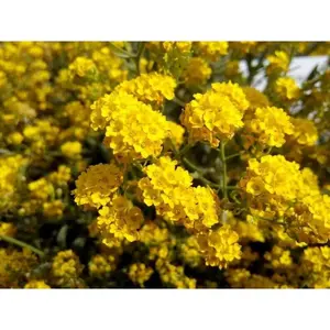 Green River 20 Sunset Yellow Cape Myrtle Seeds - Golden Summer Hue, Cottage Garden Accent, Flower Seed Pack, Perennial Shrub Form, Heat Tolerant Blooms, Pollinator Garden Beauty