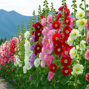 Hollyhock Seeds 500+ Bulk Pack - Mixed-Color Perennial Blooms, Attracts Pollinators, Easy to Grow, Tall Garden Beauty - Perfect for Outdoor Landscaping, Backyard Shade, and Cottage Flower Gardens