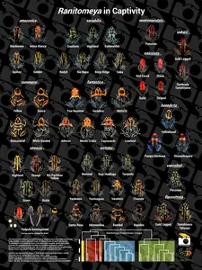 Ranitomeya Poster