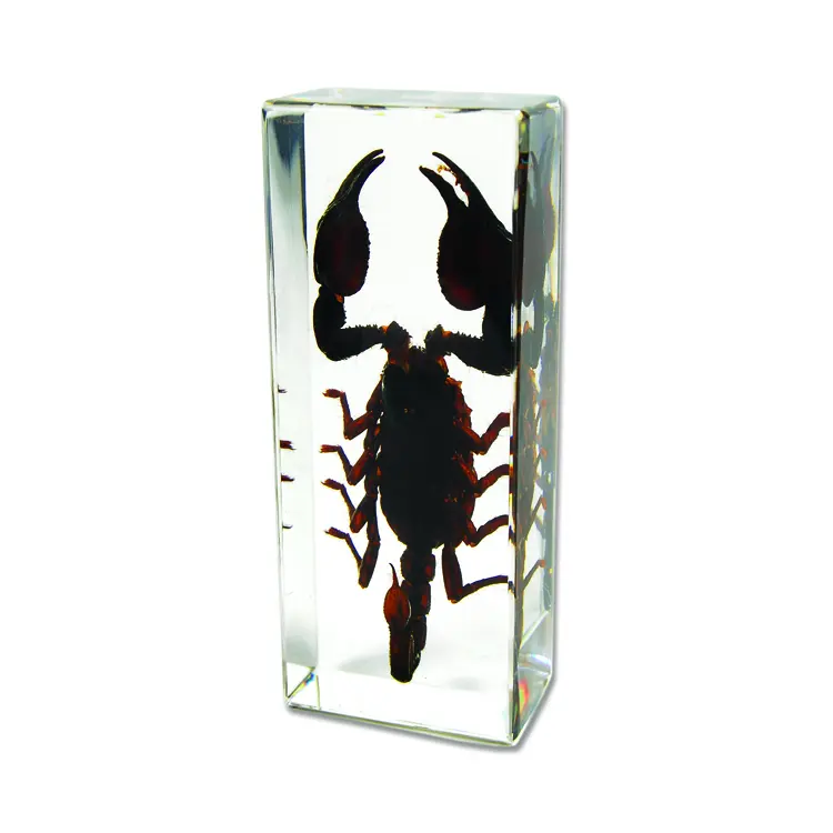 Real Large Black Scorpion Paperweight
