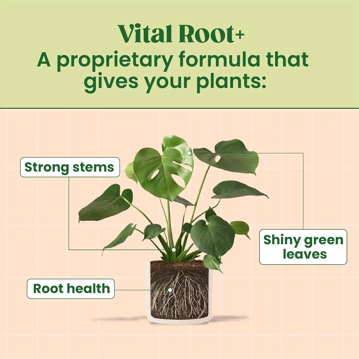 Berkland Vital Root+ Liquid Root Stimulator and Root Supplement for Fiddle  Leaf Fig & Indoor Plants - TikTok Shop