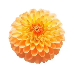 Dahlia Orange - 5 Stem Bunch