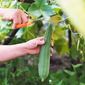 Luffa Sponge Gourd Ghosaval Loofa Fast Seeds 120 Ct Heirloom Variety Home Gardening Fresh Harvest