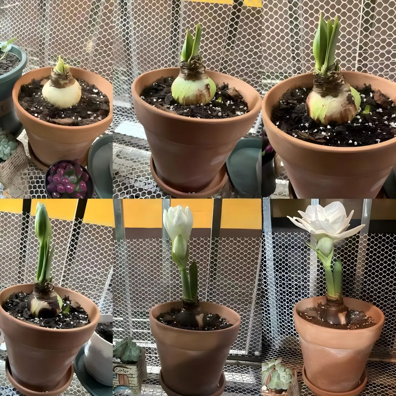 2 Pcs Hippeastrum Rutilum Bulbs, Amaryllis Flower Bulbs, Perennial Ornamental Flower Bulbs for Home Garden Balcony Planting large backyard