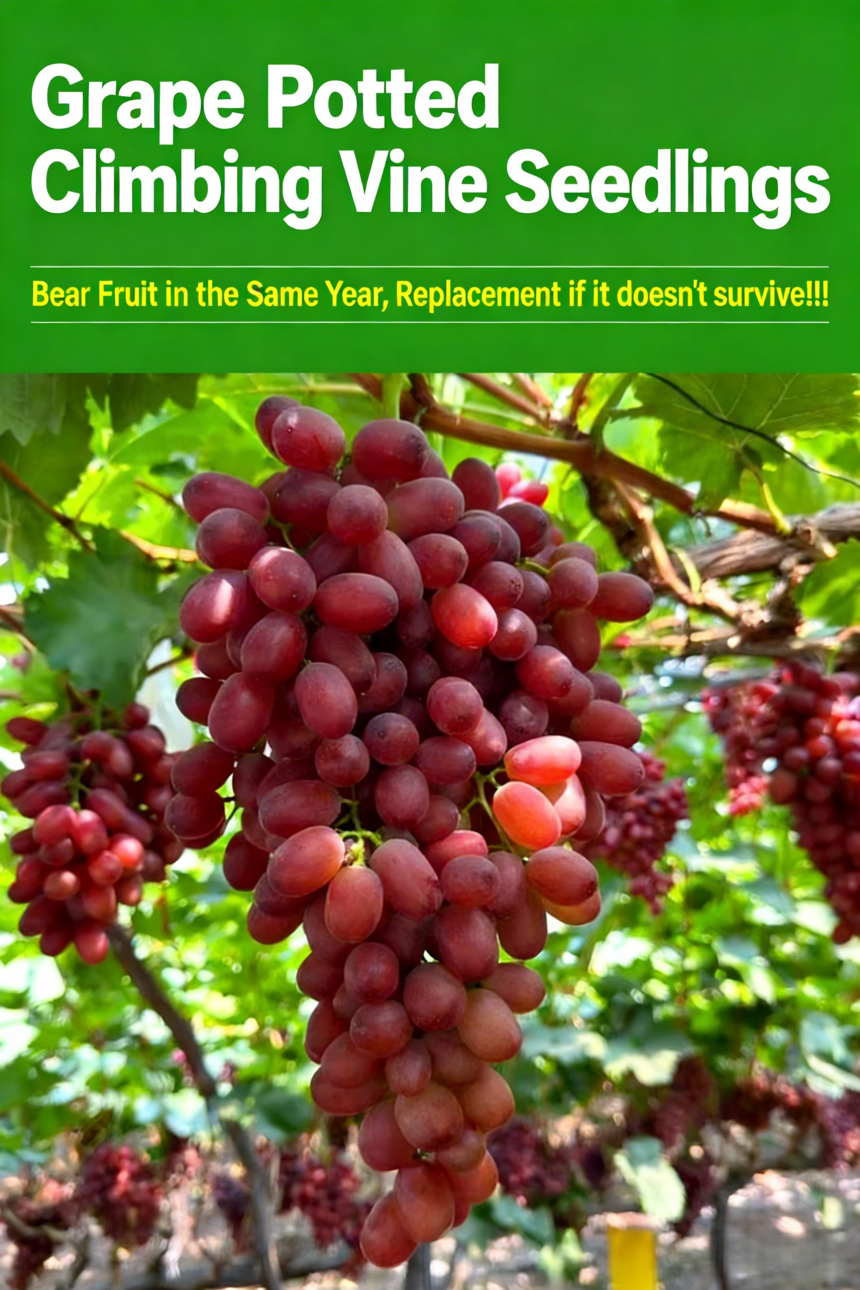 Crimson Seedless Grape Seedling – Grow Your Own Sweet Red Grapes at Home, Beginner Friendly, Suitable for Backyard Vineyard and Patio Containers