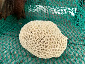 Vintage Brain Coral Specimen – 9x8x5" Natural Ivory Display Décor