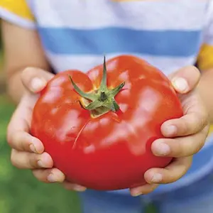 Big Beef Hybrid Tomato Seeds, Includes 30 Seeds in a Pack