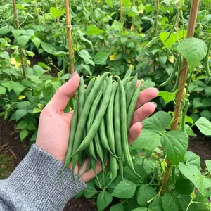Green Bean Seeds – 50 Fast-Growing Seeds for Home Garden Planting Long Tender Pods Ideal for Garden Beds & Trellis Planting