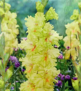 Burning Sunrays Gladiolus 10 Bulbs - 10/+ cm - Yellow