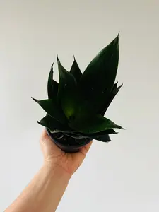 Black Jade Sansevieria - Snake Plant - 4" Pot