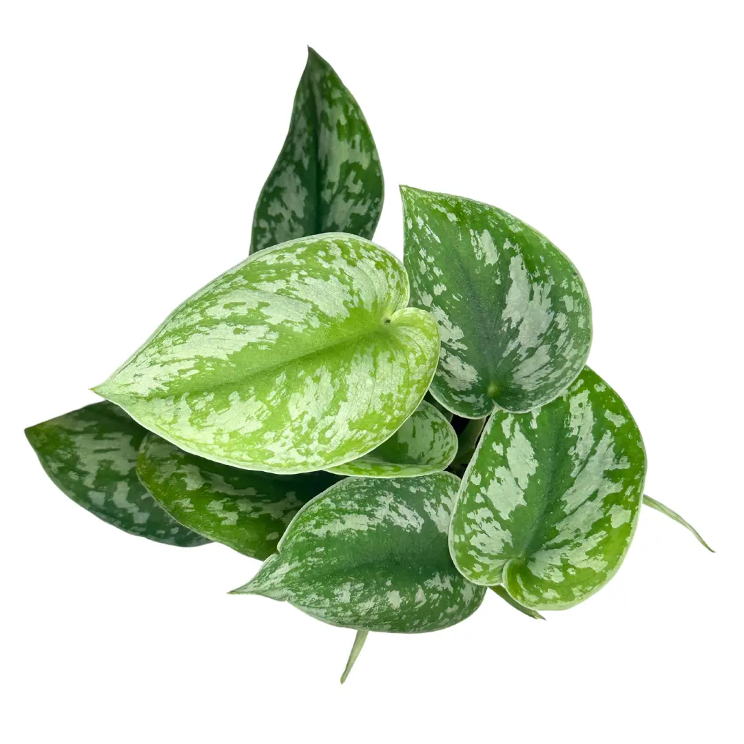 4" Scindapsus Pictus Exotica - Satin Pothos