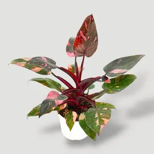 Pink Princess Philodendron, 4 inch Pot, Pink Variegation