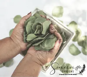 Dried Silver Dollar Eucalyptus Leaves | Wedding Confetti, Wedding Toss, Table Decor, Tablescape - 50 Leaves