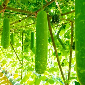 Long Bottle Gourd White-Flowered Squash Lauki Seeds 3 Pack x 50 Seeds Non-GMO Heirloom Home Garden Container