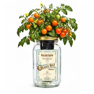 Braggable Gardens Orange Hat Micro Tomato Indoor Garden Kit – Mason Jar Hydroponic Tomato Grow Kit – Windowsill Countertop Tomato Planter – Grow Orange Cherry Tomatoes Indoors