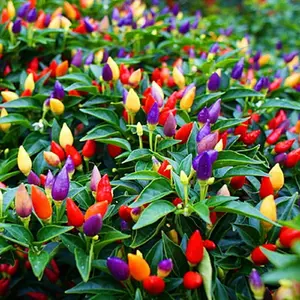 30+Seeds Indoor Ornamental Pepper Madagascar Mix Hot Chili Heirloom Vegetable Non GMO