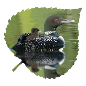 Loon And Baby Aspen Leaf Wall Art
