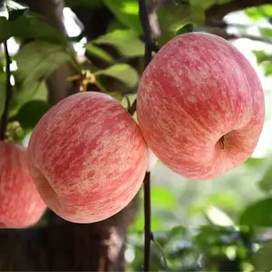100% Original Dwarf Apple Tree Seeds (Fresh 50pcs Seeds) Benih Pokok Epal Benih Pokok Buah Apple Seed Fruits Plant Seeds