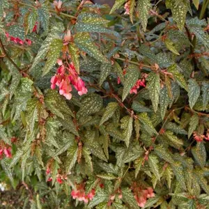 Live   Angel Wing/cane Medora Begonia Rooted