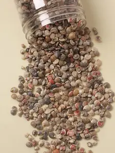 Natural Beach Elegant Seashells, Mini Spiral Shells, Craft Supplies, Aquarium Decorations, Jewelry Making, Multi-Functional & Safe