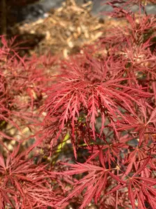 Acer palmatum 'Dragon's Fire' Dwarf Japanese Maple