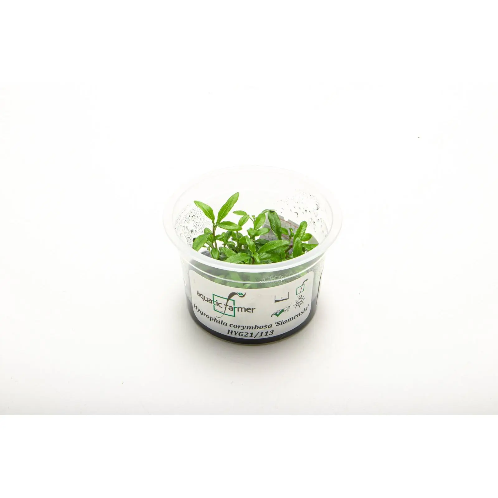 Hygrophila Siamensis Aquatic Farmer Tissue Culture
