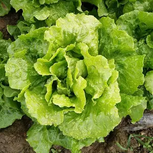 1000+All Season Romaine Lettuce Seeds Italian Yearly Lettuce USA