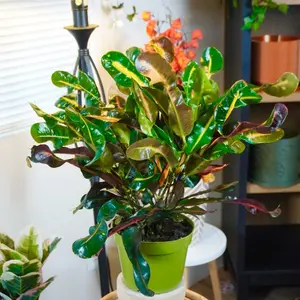 XL Curly Croton - 6” Pot
