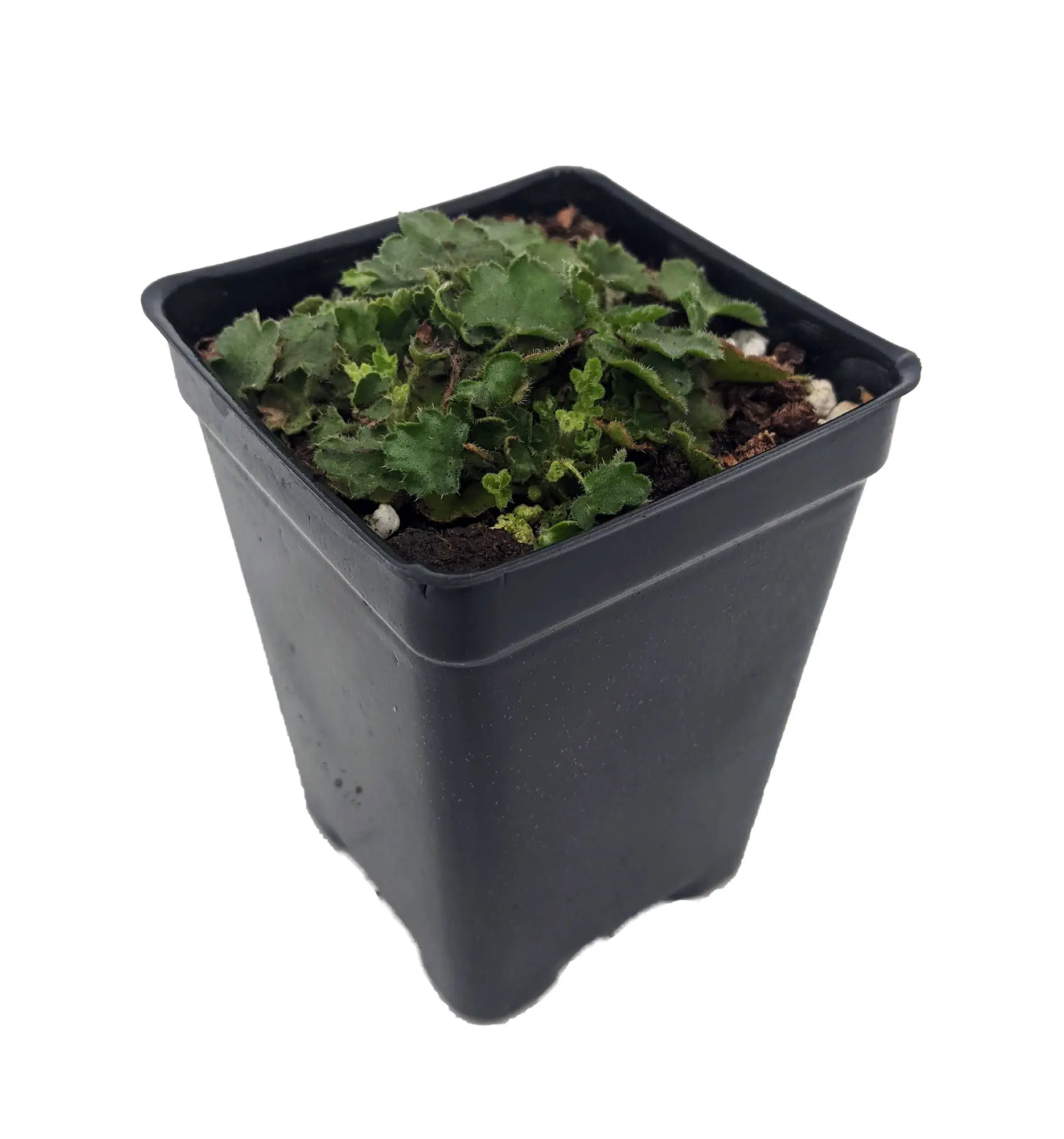 Chiquita Miniature Coral Bells - Heuchera - 2.5" Pot