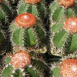 Melocactus matanzanus with cephalium