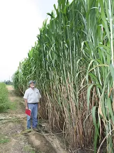 1,000 Elephant Grass Seeds - Grow Giant Elephant Grass