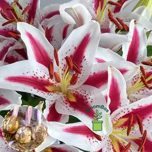 Double Petal Perfume Lily Bulbs, Fragrant Large Flower Ornamental Lily Bulbs, Year-Round Flowering Bulbs for Indoor Balcony Potted