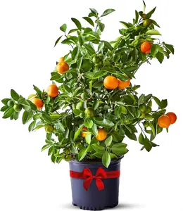 Mixed Dwarf Bonsai Fruit Tree Seed Collection – Over 50 Organic Heirloom Seeds Including Lemon, Cherry, Orange & Apple – Perfect for Growing Miniature Fruit Trees Indoors & Outdoors
