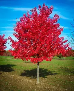 Live Red Maple Tree for Planting, Acer Rubrum Stunning Fall Color for Landscaping Shade Tree with Vibrant Red Leaves 6 to 12 Inch Tall in 2.5 Inch Pot