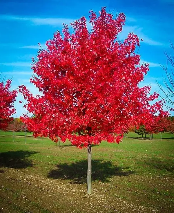 Live Red Maple Tree for Planting, Acer Rubrum Stunning Fall Color for Landscaping Shade Tree with Vibrant Red Leaves 6 to 12 Inch Tall in 2.5 Inch Pot