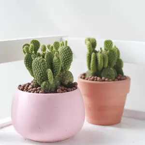 Opuntia Rufida Minima Cinnamon Cactus