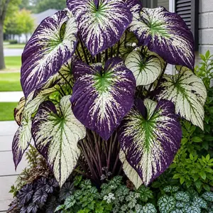 800Pcs Hosta Seeds – Create Lush Layered Foliage and Rich Color in Any Garden
