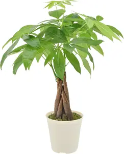 Money Tree Pachira Aquatica Indoor Houseplant in Arcadia Garden Product's Branded Plastic Pot, Tropical Plant Collector Gift for Home and Garden Decor, 4-in, Beige