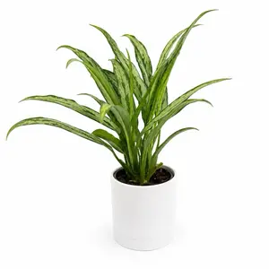 Aglaonema Cutlass 4" pot Rare House Plant with Unique Leaves, Beginner-Friendly Care for Indoor Home Decoration