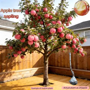Cold Hardy Apple Tree for Home Garden │ Bare Root with Strong Roots │ Perennial Fruit Plant for Patio or Yard Sapling Non-GMO Compact