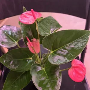 Anthurium Pink