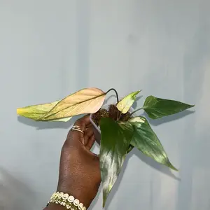 homalomena pink diamond