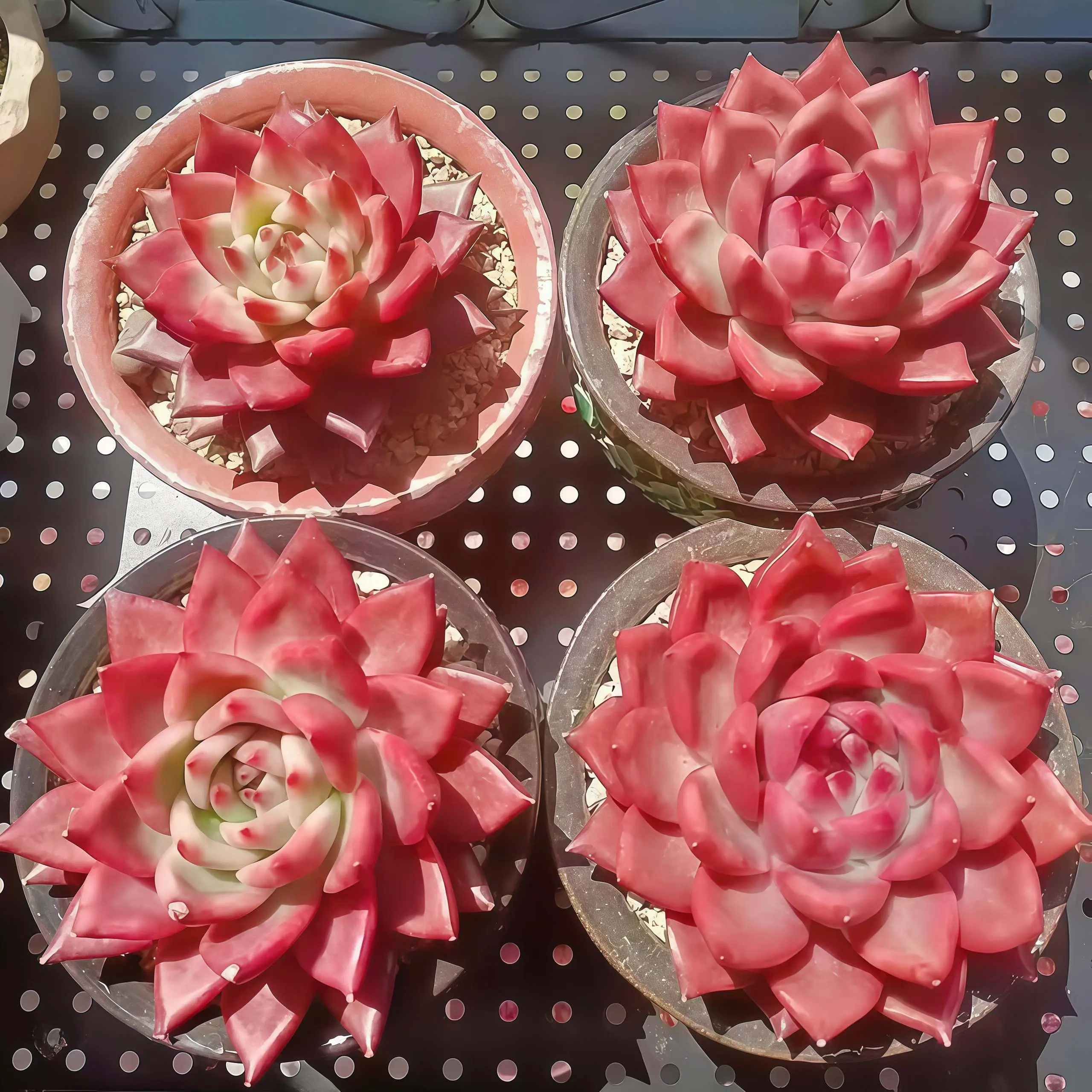 4 Inch Echeveria Flame Frank Live Succulent Plant, Beautiful Rosette, Easy Care for Home Office Decoration (1PC)
