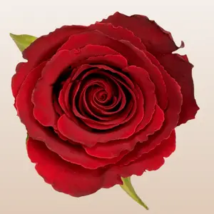 Believe Fresh Red Roses 50cm Imported from Ecuador Medium Bloom 30 Petals 12 Days Vase Life Mini Pack 50 Stems Large Pack 100 Stems