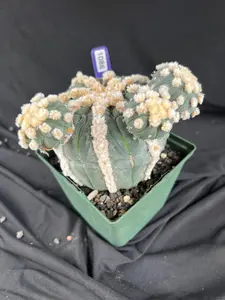 Astrophytum Asterias cv. Rensei x Ooibo - 1086