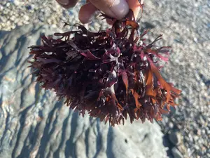 Wildcrafted Chondrus Crispus Irish Sea Moss