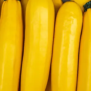 Summer Yellow Squash Seeds