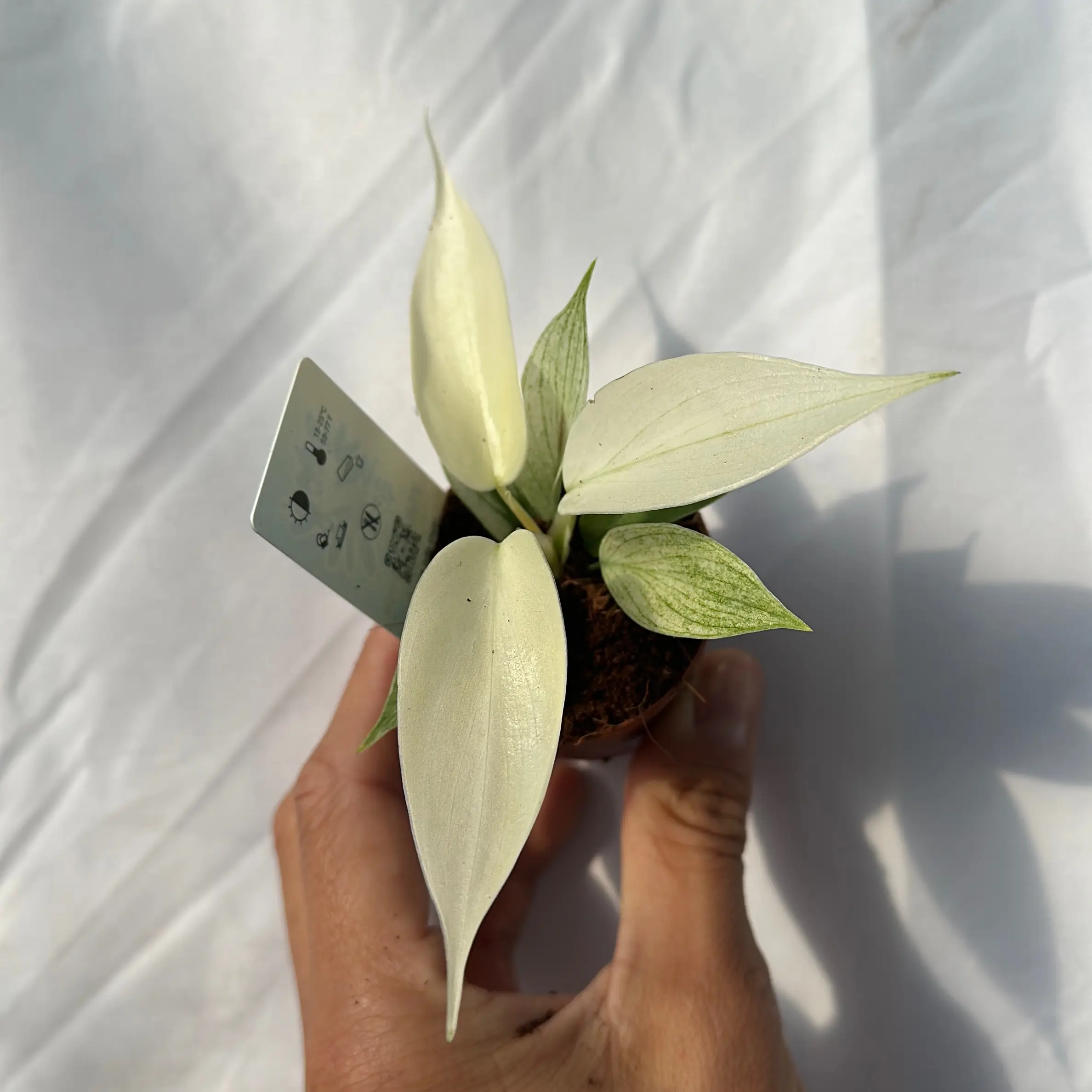 Philodendron Florida ghost mint 2" Pot Starter Plant - Rare Collector's Plant for Indoor Home Decoration